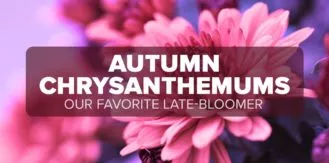 FM4-Bold—Autumn-Chrysanthemums—Blog