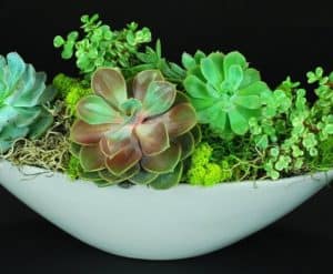Living garden art created with a variety of these beautiful, versatile, and exotic succulent plants.
