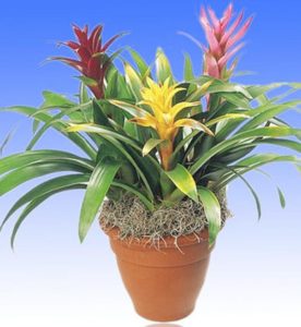 A gorgeous clay planter featuring three colorful bromeliad plants