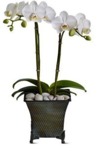 white phalaenopsis orchids