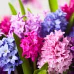 Assorted Hyacinth