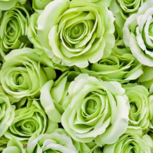 Pale Green Roses