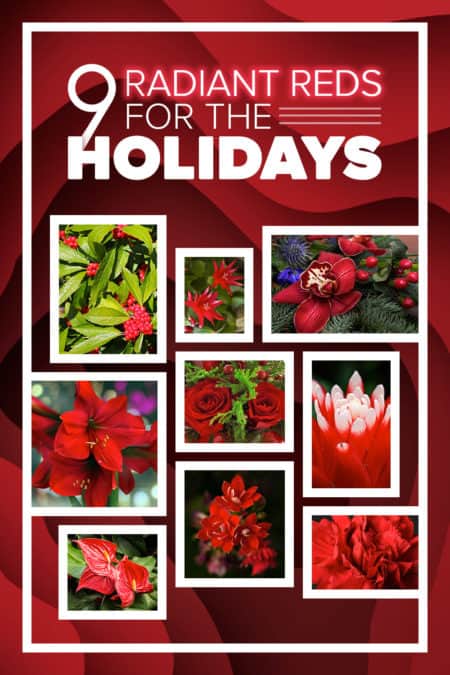 9 radiant red flowers for the holidays 